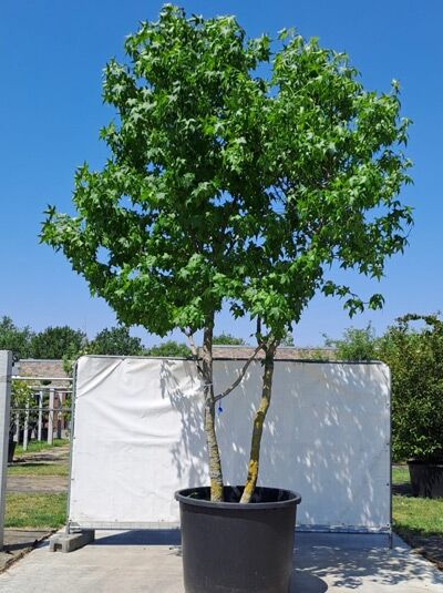 Amerikanischer Amberbaum 400-450 cm &#039;mehrstämmig&#039; (719685) / Liquidambar styraciflua