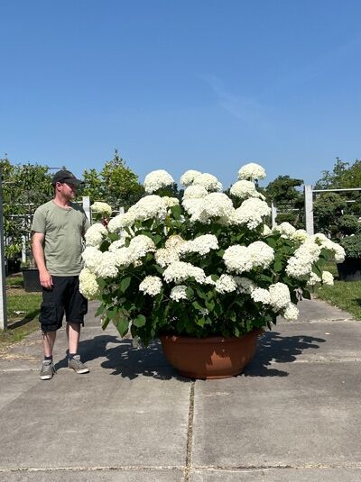 Schneeball-Hortensie 'Annabelle' 125-150 cm / Hydrangea arborescens 'Annabelle' (876275)