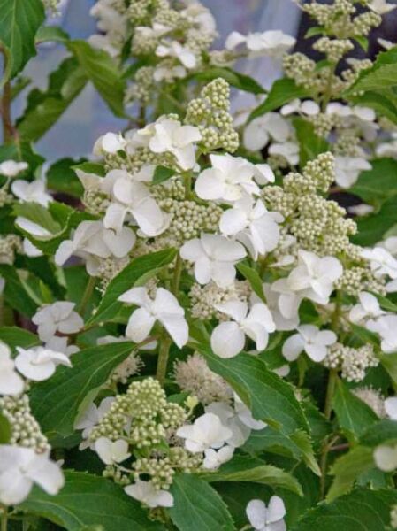 Riesen-Rispen-Hortensie 'Levana ®' / Hydrangea paniculata 'Levana ®'