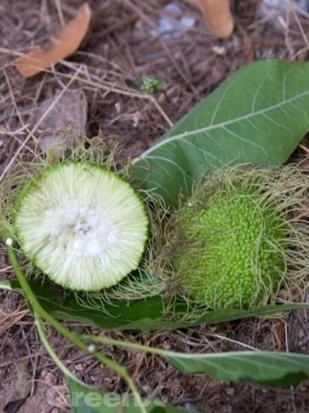 Milchorangenbaum / Osagedorn / Maclura pomifera