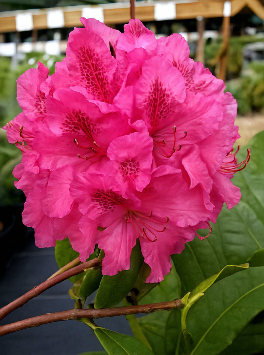 Rhododendron 'Cynthia' / Rhododendron Hybride 'Cynthia' kaufen