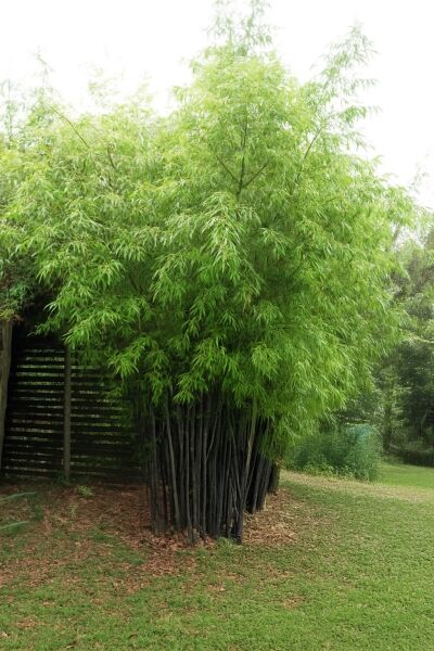 schwarzer Bambus / Phyllostachys nigra