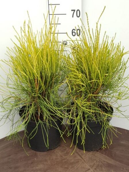 Thuja orientalis 'Franky Boy' / Morgenländischer Lebensbaum 'Franky Boy' 30-40 cm C7, zwei Pflanzen im Topf mit gelbem Nadelwerk.