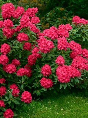 Rhododendron 'Roland' - Rhododendron Hybride 'Roland' - Baumschule NewGarden