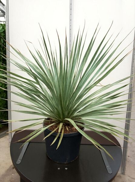 Dasylirion gentryi (Rauhschöpfe/Wüstenlöffel) 80–100 cm, im Topf C35, rosettiger Wuchs mit langen, schmalen Blättern.