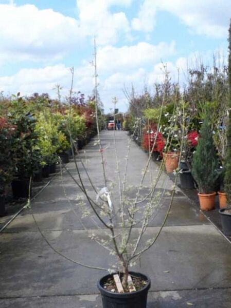 Flamingo-Ahorn (Acer negundo 'Flamingo') im Topf, mehrstämmig mit hellgrünen Trieben, 150–175 cm, C30