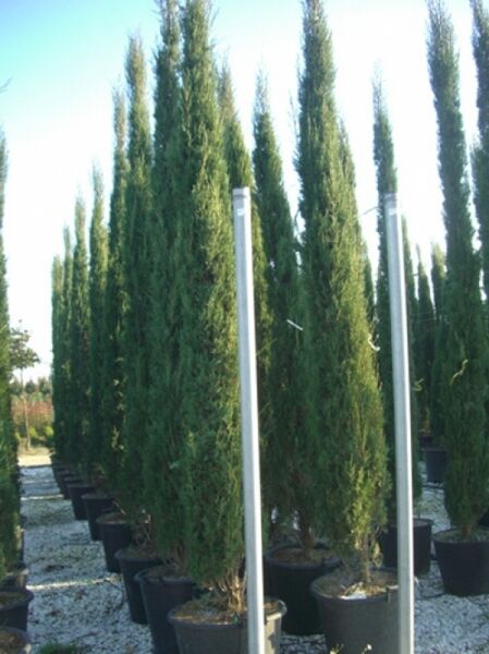 Mittelmeer-Zypresse / Säulen-Zypresse / Mittelmeer-Zypresse / Säulen-Zypresse