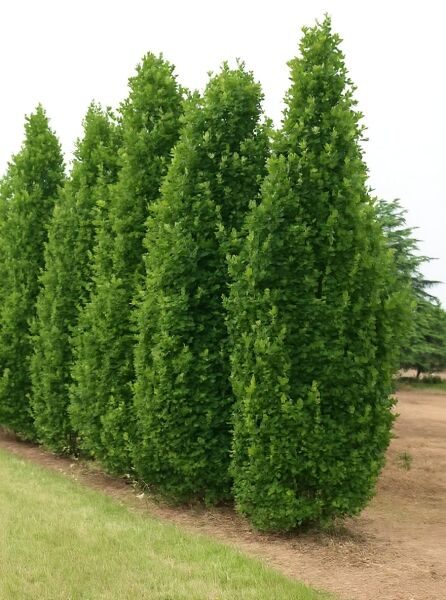 Quercus robur 'Fastigiata Koster' / Säulen-Eiche, Variante 500-600 cm m. Db., säulenförmiger Wuchs mit dichtem grünem Laub