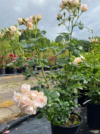 Rosa 'Sirius' – Beetrose 'Sirius' ADR-Rose C5, Strauchrose im Topf mit hellrosa Blüten und grünem Laub