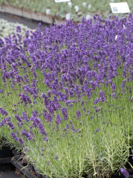 Lavandula angustifolia 'Essence Purple' / Echter Lavendel 'Essence Purple'
