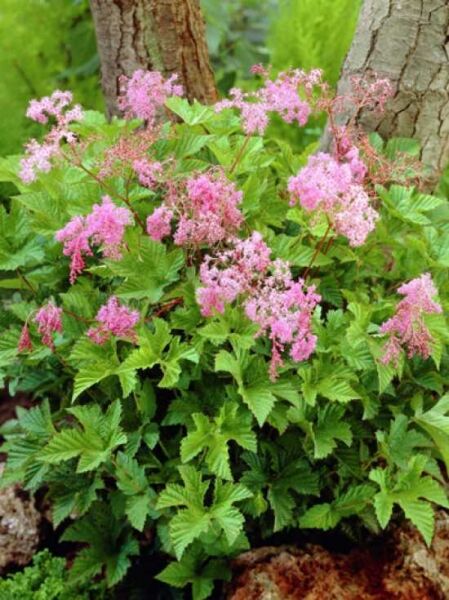Rotblühendes Mädesüß 'Kahome' / Filipendula 'Kahome'