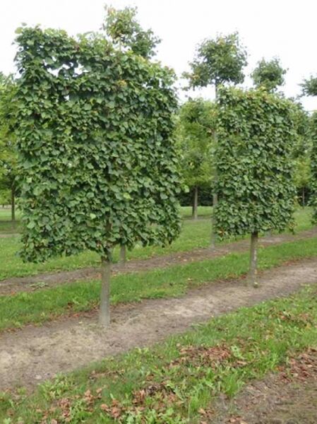 Kaiser-Linde 'Halbstamm-Spalier' H:200 B:200 T:20 (Stamm 100 cm) / Tilia europaea Pallida