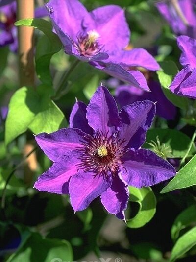 Waldrebe 'Königskind' / Clematis 'Königskind' PBR