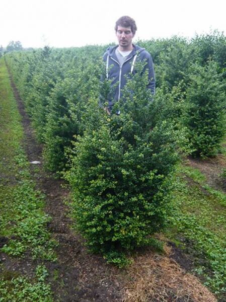 Löffel-Ilex / Japanischer Ilex 'Convexa' / Löffel-Ilex / Japanischer Ilex 'Convexa'