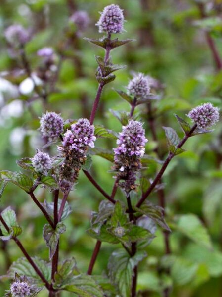 Mentha x piperita 'Agnes' / Frucht Minze 'Agnes' mit purpurfarbenen Stielen, grünen Blättern und violetten Blütenähren