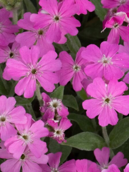 Leimkraut / Leimkraut