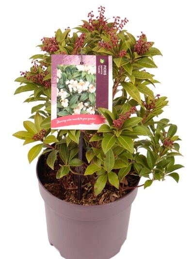 Japanische Lavendelheide 'Cupido' / Pieris japonica 'Cupido'