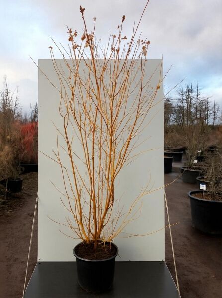 Roter Hartriegel Cornus sanguinea 'Midwinter Fire' 175-200 cm C20, laubfreier Strauch im Container mit orangefarbenen Trieben.