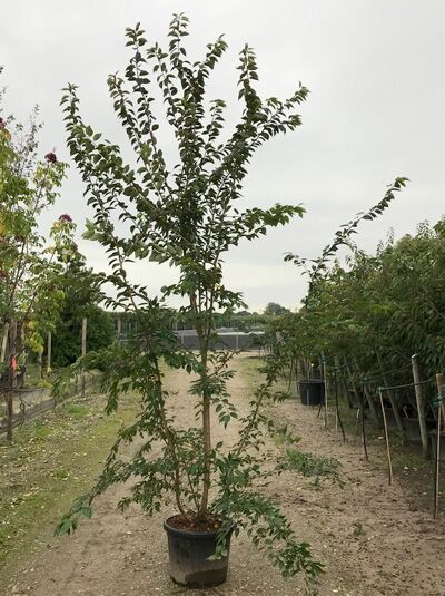 Prunus subhirtella 'Autumnalis Rosea' / Rosablühende Winterkirsche