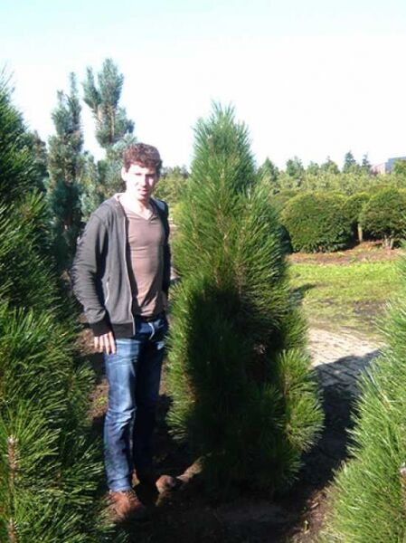 Pinus nigra 'Komet' / Kleine Säulen-Schwarz-Kiefer 'Komet'
