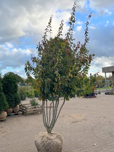 Eisenholzbaum 'Bella' 300-350 cm schirmförmig / Parrotia persica 'Bella' Schirmform (1577379)