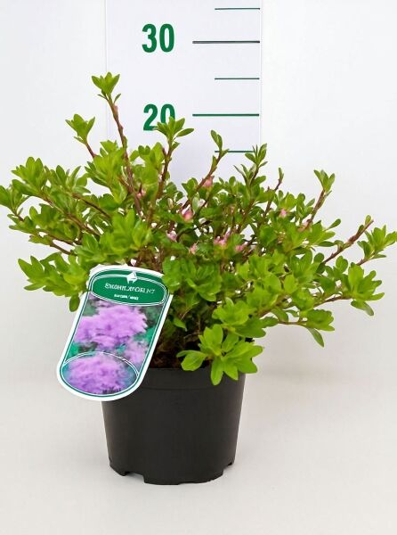 Japanische Azalee 'Takako' (Rhododendron obtusum) im Topf, grünes Laub mit rosa Knospen, ca. 20–30 cm hoch