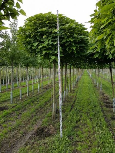 Catalpa bignonioides 'Nana' (Kugel-Trompetenbaum) Hochstamm mit kugeliger Krone, ca. 225 cm Stammhöhe, 16–18 StU, mit Drahtballen