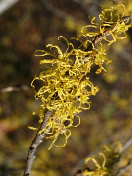 Herbstblühende Virginische-Zaubernuss / Herbstblühende Virginische-Zaubernuss