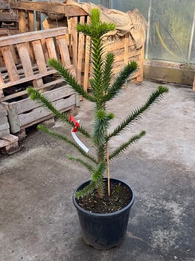 Chilenische Schmucktanne / Araukarie / Chilenische Schmucktanne / Araukarie