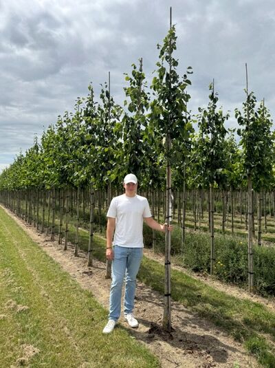 Tilia europaea 'Euchlora' / Krim-Linde Hochstamm 10-12 StU m. Db., junger Hochstammbaum mit grüner Krone und Stützpfahl