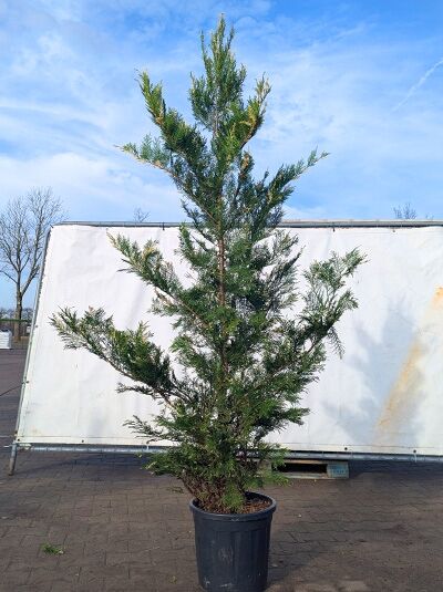 Weißbunte Leyland-Zypresse (Cupressocyparis leylandii 'Variegata') im Topf, schlanker Nadelbaum mit grün-weiß panaschiertem Austrieb.
