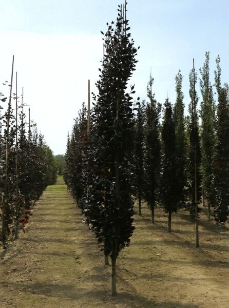Säulen-Buche „Purple“ (Fagus sylvatica 'Dawyck Purple') 300–350 cm m. Db., säulenförmiger Baum mit dunkelrotem Laub