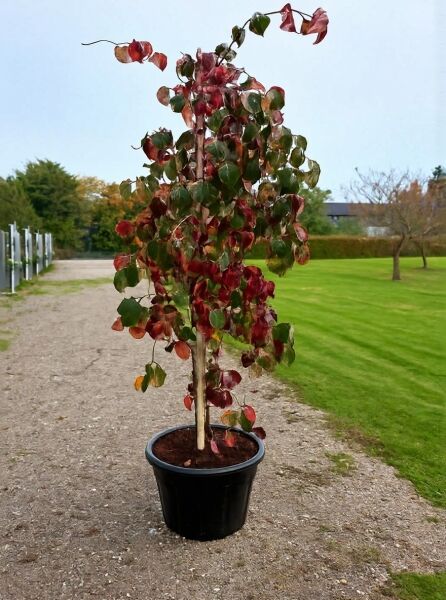 Nuttalls Blüten-Hartriegel (Cornus nuttallii) 'Eddie's White Wonder', 175–200 cm, im schwarzen Container C70 mit rotgrünem Laub.
