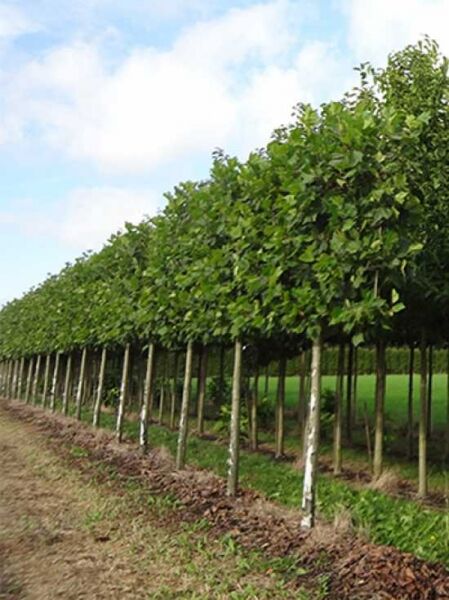 Platane 'Hochstamm-Spalier' H:130 B:210 T:20 (Stamm 210 cm) / Platanus acerifolia