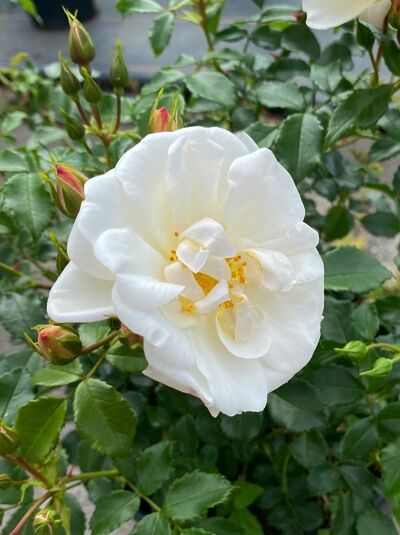 Bodendeckerrose 'Diamant' ® ADR-Rose / Bodendeckerrose 'Diamant' ® ADR-Rose