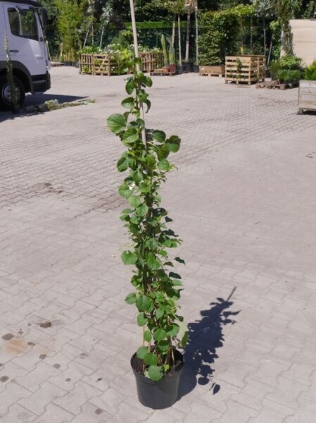 Kletter-Hortensie / Hydrangea anomala petiolaris