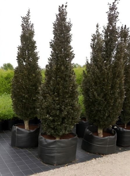 Säulen-Buche 'Purple' (Fagus sylvatica 'Dawyck Purple') 450-500 cm im Container C200, säulenförmiger Baum mit dunklem Laub.