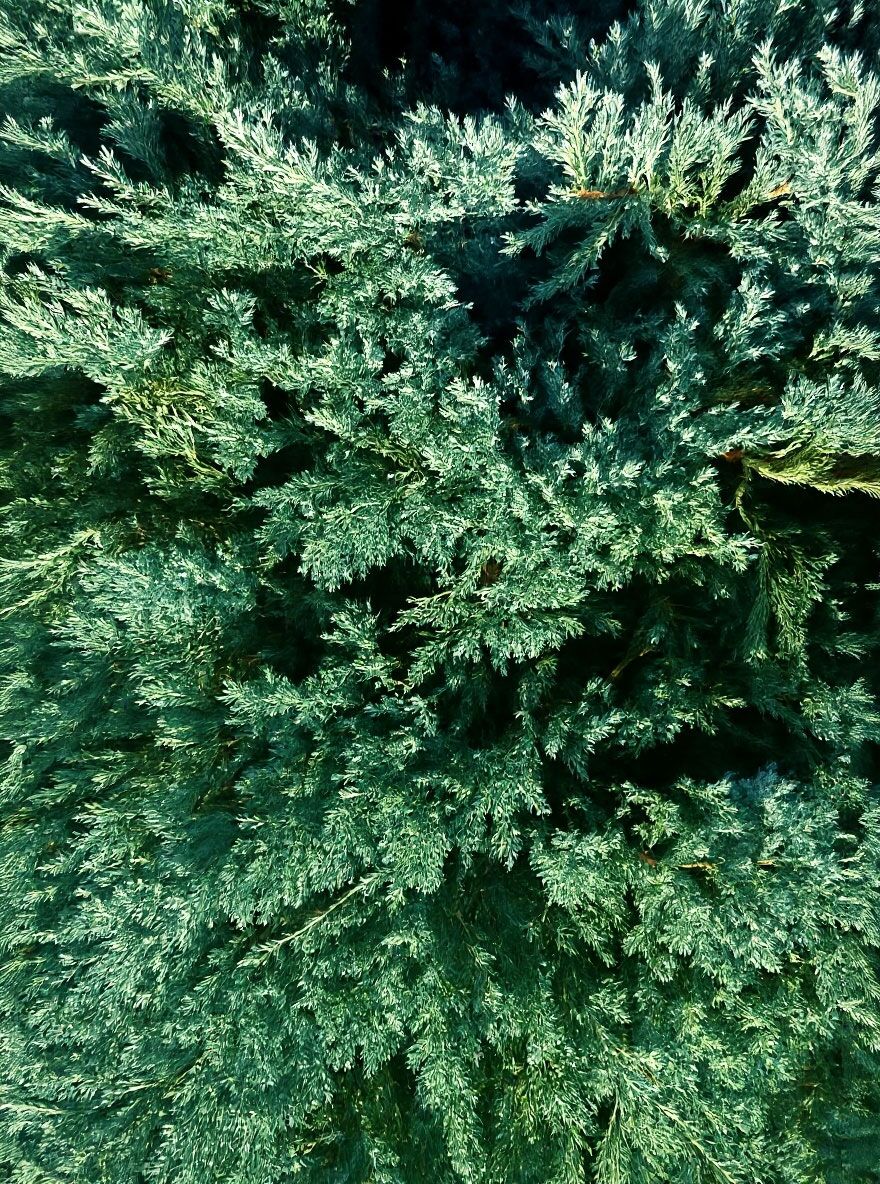 Blauer Kriech-Wacholder - Juniperus horizontalis 'Blue Chip' - Baumschule  NewGarden