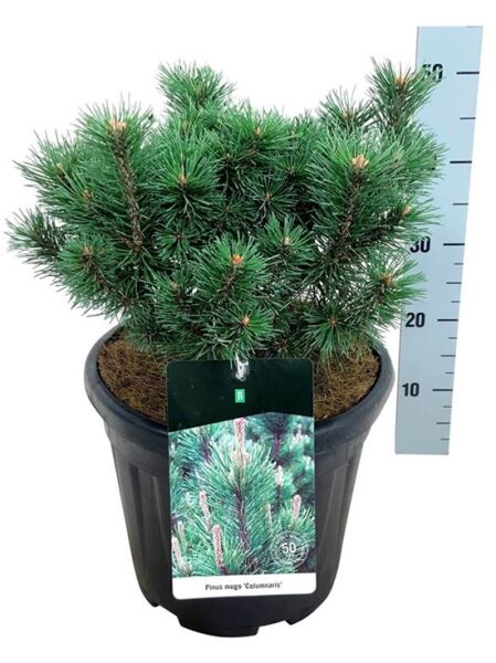 Zwerg-Kegel-Kiefer 'Columnaris' / Pinus mugo 'Columnaris'