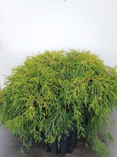Gelbe Fadenzypresse 'Sungold' - Chamaecyparis pisifera 'Sungold'