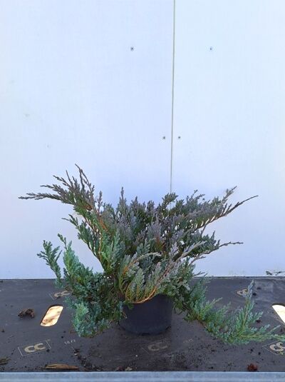 Blauer Kriech-Wacholder - Juniperus horizontalis 'Blue Chip' - Baumschule  NewGarden