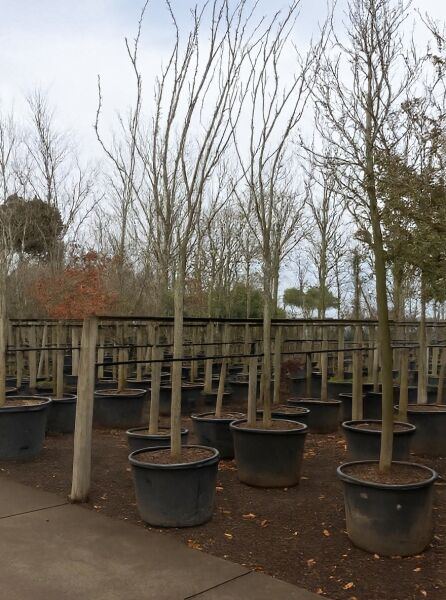 Prunus serrulata 'Royal Burgundy' / Rotblättrige Nelken-Kirsche 'Royal Burgundy' Hochstamm 20-25 StU im Container, unbelaubt