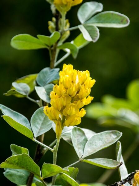 Argyrocytisus battandieri (Silberginster) mit gelber Blütentraube und silbrig-grünen, ovalen Blättern am Zweig
