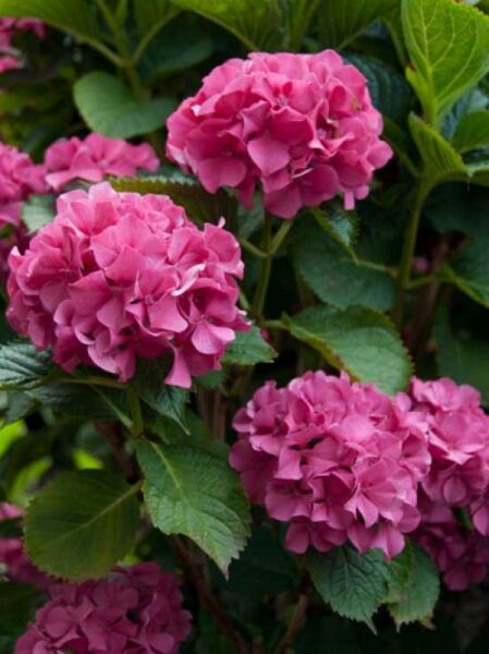 Bauern-Hortensie 'Sibilla' / Bauern-Hortensie 'Sibilla'