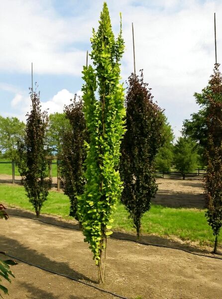 Säulen-Buche 'Gold' (Fagus sylvatica 'Dawyck Gold') 250-300 cm m. Db., schlanker Säulenbaum mit gelbgrünem Laub.