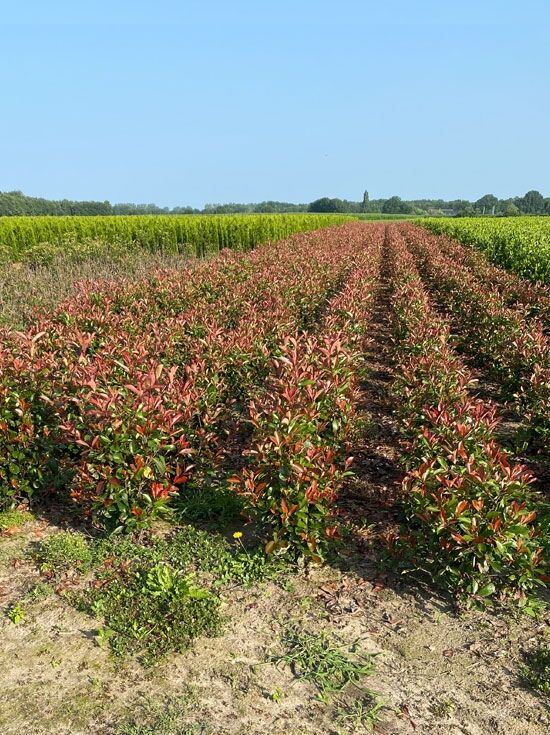 Glanzmispel 'Red Robin' - Photinia fraseri 'Red Robin' - Baumschule  NewGarden