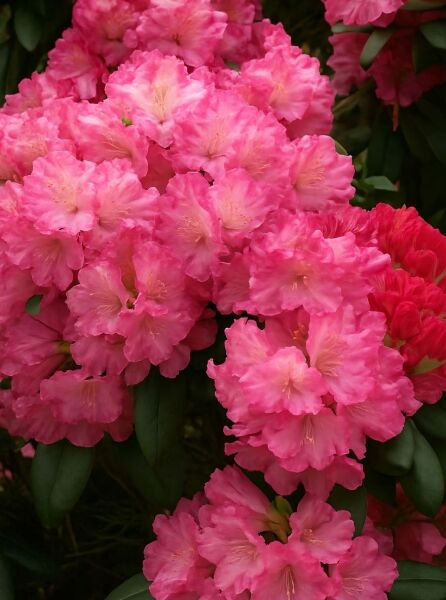 Rhododendron yakushimanum 'INKARHO Kalinka' (Rhododendron) mit rosa Blüten in dichten Blütenständen und grünem Laub