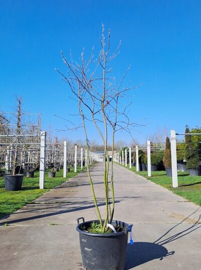 Kupfer-Felsenbirne 200 - 250 cm Schirmform / Amelanchier lamarckii (876134)
