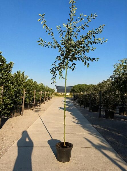 Kahle Felsenbirne 'Snowflakes' (Amelanchier laevis 'Snowflakes') Hochstamm 10-12 StU im Container mit belaubter Krone.