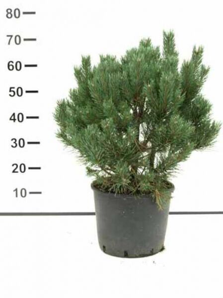 Pinus sylvestris 'Watereri' / Strauch-Wald-Kiefer 50–60 cm C10, kompakter Nadelstrauch im Container mit dichtem Wuchs